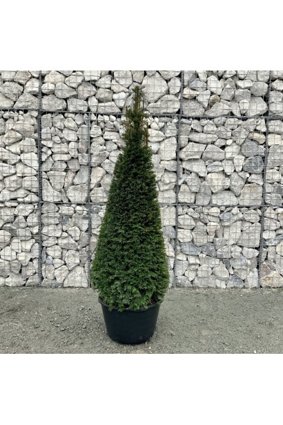 Тис ягідний Топіар Конус посадка